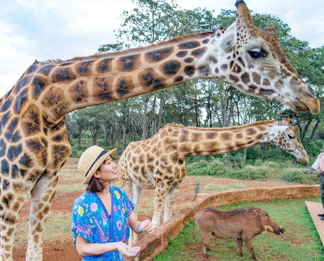 詩歩さんのインスタグラム写真 - (詩歩Instagram)「#エアー海外旅行 🇰🇪ケニア﻿ ﻿ キリンがいるホテル・ジラフマナー🦒🦒🦒﻿ ﻿ 食事中にキリンが遊びに来る写真をよく見るけど、外でもキリンと触れ合うことができます。﻿ ﻿ キリンは全部で12頭いるのですが、よく見るとなぜか敷地内にはイノシシも(笑)﻿ ﻿ 放し飼いになっているそうなんですが、粛々とキリンのエサのおこぼれをもらっていました。﻿ 危なくないのか？そのあたりはアフリカっぽいね😂﻿ ﻿ 🦒﻿ ﻿ ﻿ この「ジラフマナー」滞在動画を、YoutubeにUPします！﻿ ぜひ「詩歩の絶景チャンネル」で検索／プロフィール欄のURLからご覧ください🎬﻿ （1日中にはアップロードができる…予定！お楽しみに！）﻿ ﻿ ﻿ 📷Aug 2019 #shiho_kenya﻿ 📍ジラフマナー／ケニア﻿ 📍Giraffe Manor／Kenya﻿ ﻿ ﻿ ©Shiho/詩歩﻿ ﻿」4月1日 22時05分 - shiho_zekkei