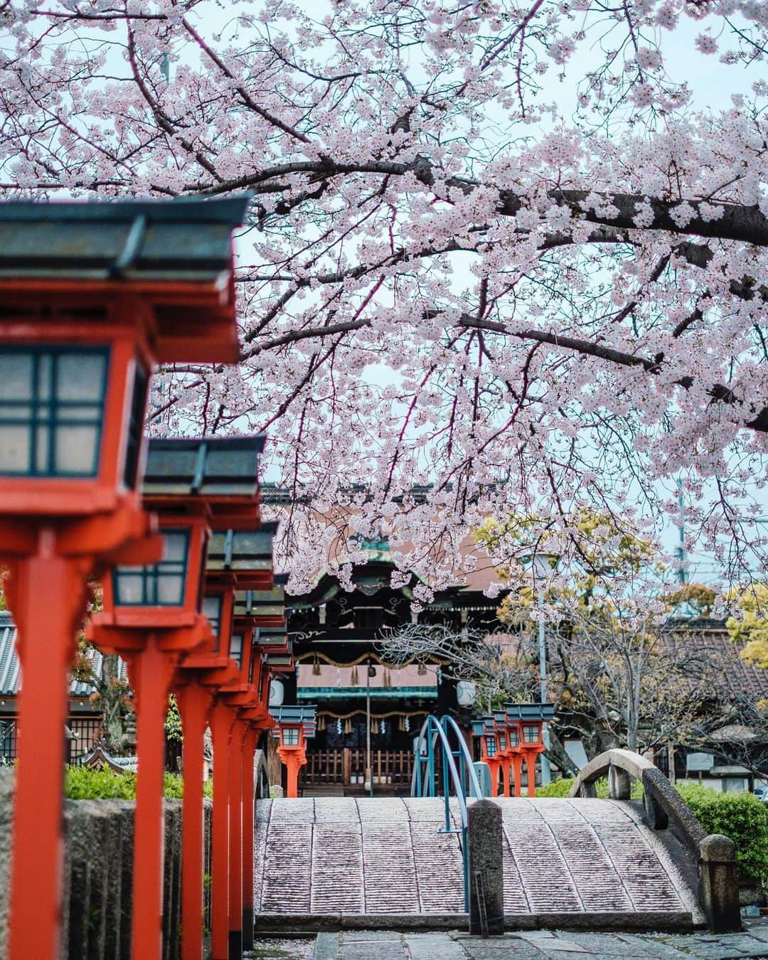 京都いいとこフォトのインスタグラム：「. 六孫王神社の灯篭と桜。 . Lantern and cherry blossoms at Rokusonno Shrine. . Location : #六孫王神社​ #rokusonnoshrine Photo : @kohei713 .​ 外出自粛の中、少しでも京都の春をお届けし、 少しでも気持ちが穏やかになっていただけたらなと思います。 . A little spring photo of Kyoto, I hope that you can relax your heart a little. . ​」