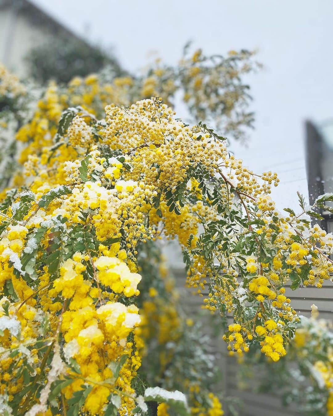 橋本香澄さんのインスタグラム写真 - (橋本香澄Instagram)「. あっという間に4月🌸 世界平和を祈る日々🙏🏽 . 綺麗な写真を貰ったから シェアしちゃうよ〜📸🌼 . #goodbye #march #hello #april  #spring #summer #2020 #japan  #flower #mimosa #yellow #snow」4月1日 22時46分 - _jasmine_tete_