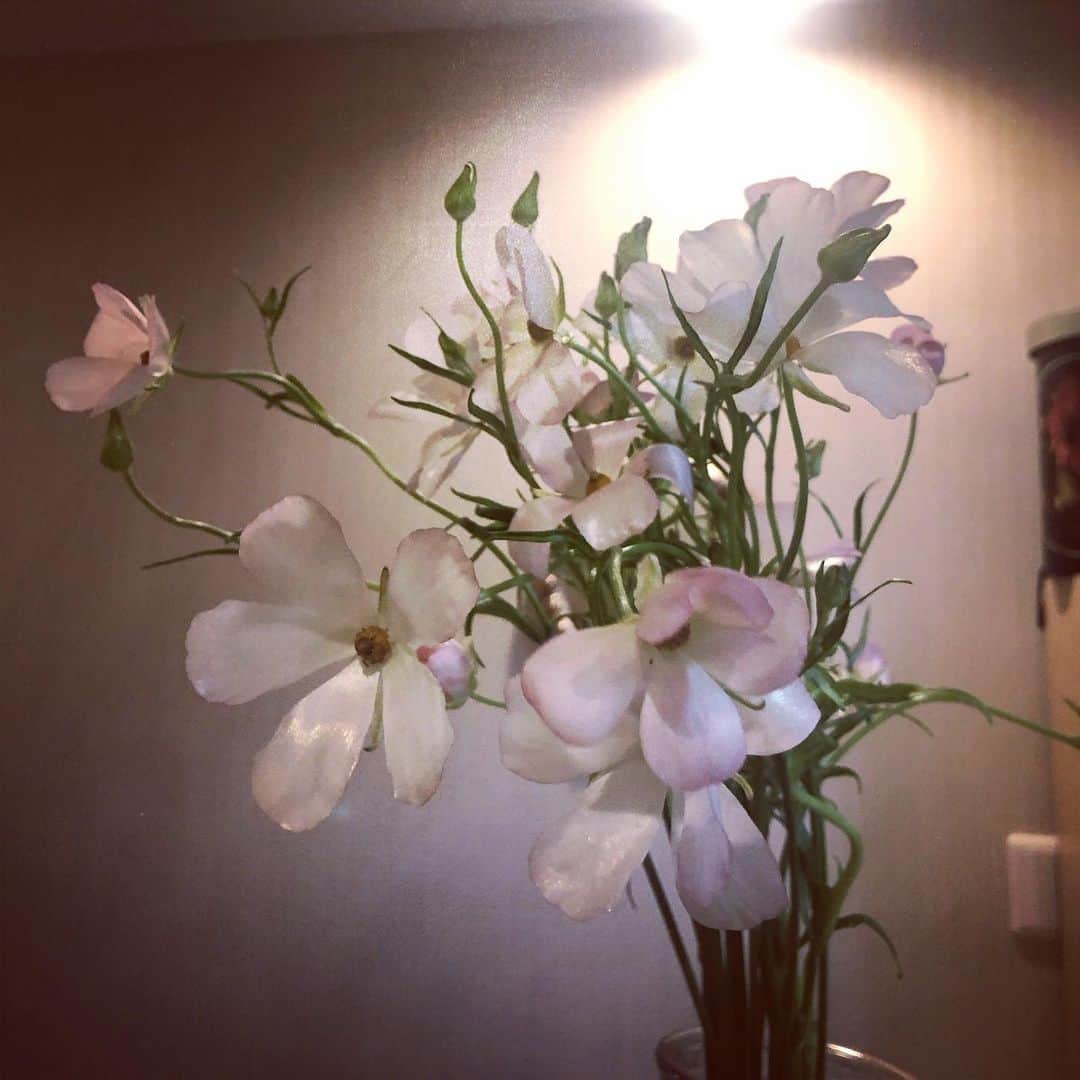 犬山紙子さんのインスタグラム写真 - (犬山紙子Instagram)「ラックス 「愛してるよ…」とか花にやたらと口説き文句言ってしまう癖がある」4月1日 22時40分 - inuyamakamiko