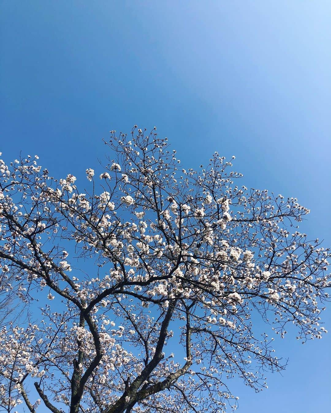 華山志歩のインスタグラム：「﻿ いつしかの満開になる前の桜🌸﻿ 毎年家の近くにたくさん咲いてるんだけど﻿ 少しずつ咲いてく桜を見てると心があったかくなる😌﻿ 春の訪れを感じさせてくれる桜ってステキだね〜！﻿ 今日から新社会人や新入生のみなさん﻿ おめでとうございます✨」