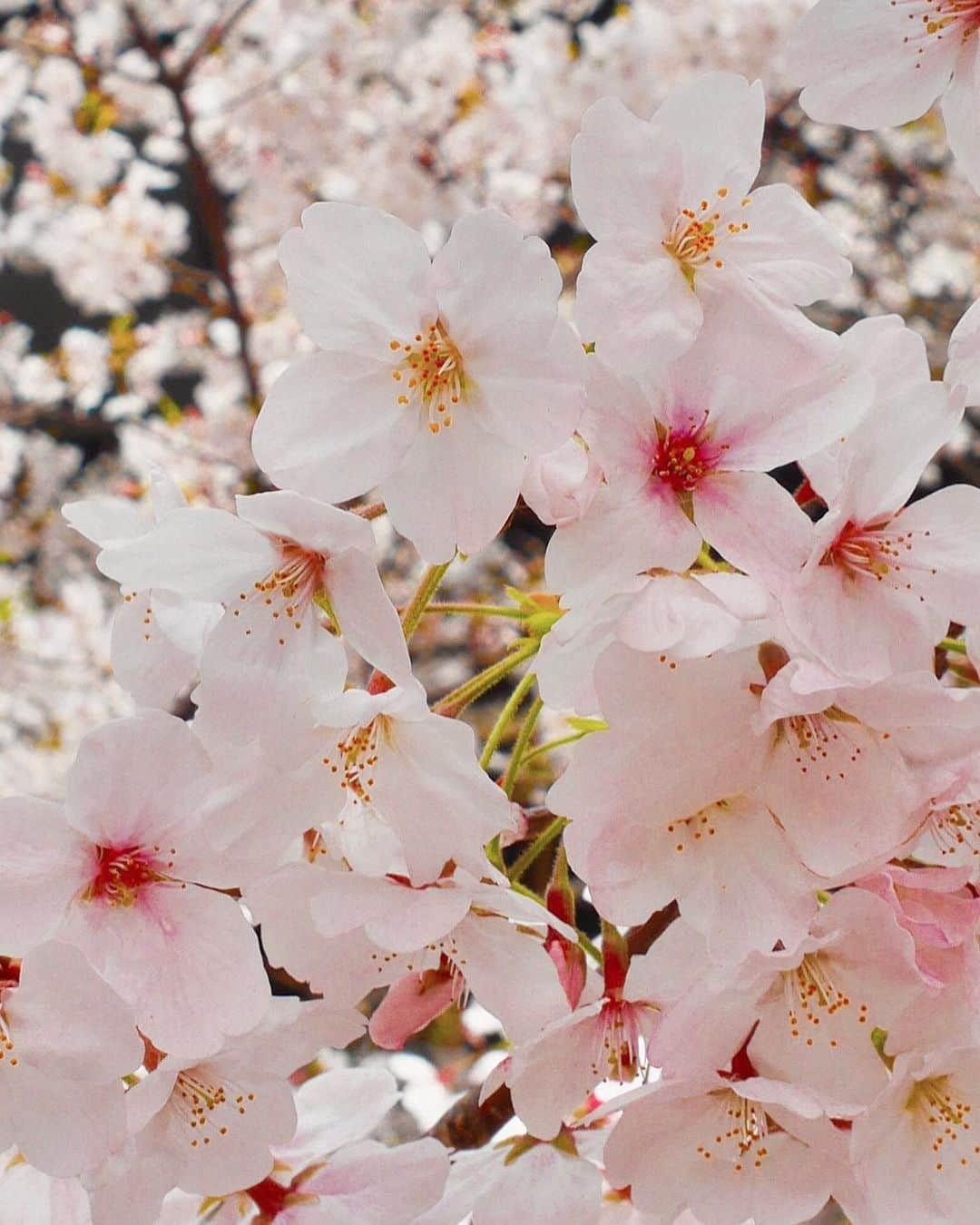 梅谷安里さんのインスタグラム写真 - (梅谷安里Instagram)「去年の写真🌸 桜の写真見てたら癒されるね🌸 みんな手洗いうがい😷してね👏 OYASUMI😴 #SAKURA#🌸#桜 #cherryblossom 去年と髪型が1ミリも変わってない。笑 変わったんは眉毛かな🤣」4月1日 22時51分 - anriworld