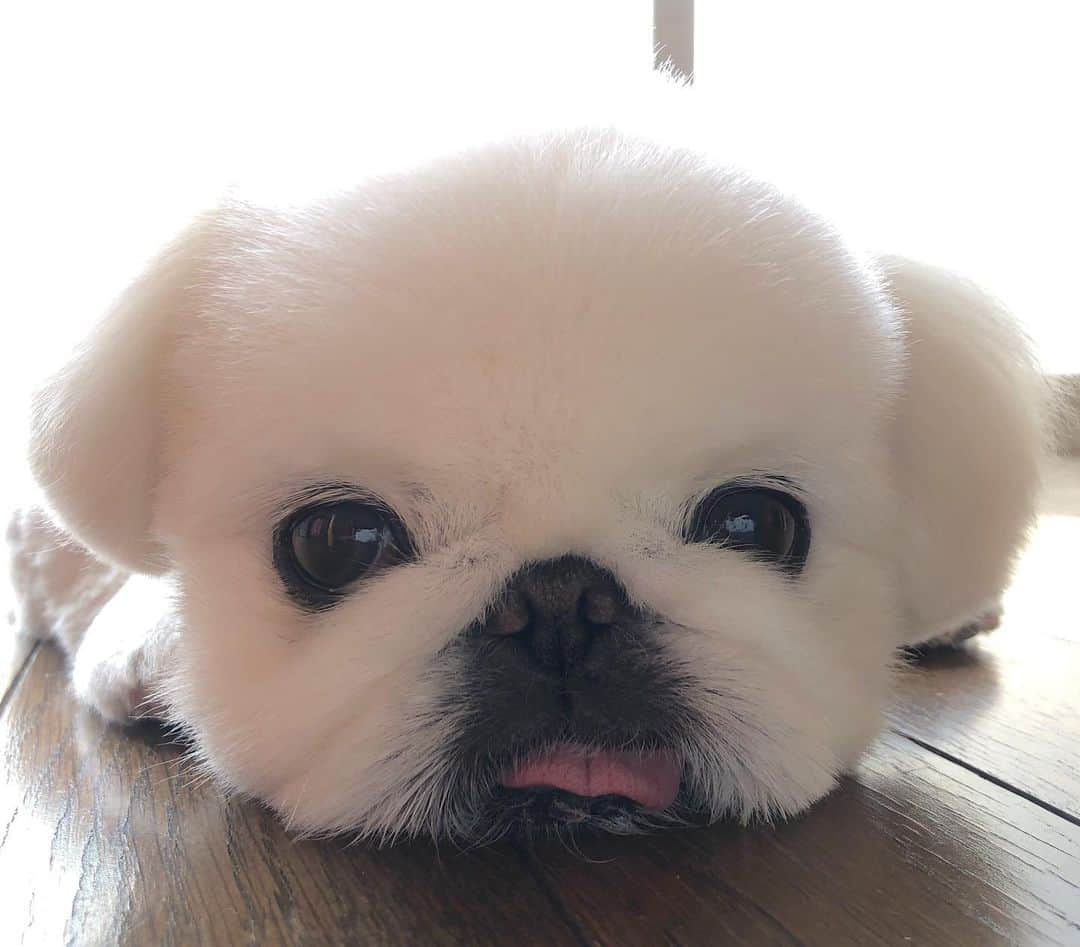 こなつのインスタグラム：「🐶🌸☺️💛🤤💚」
