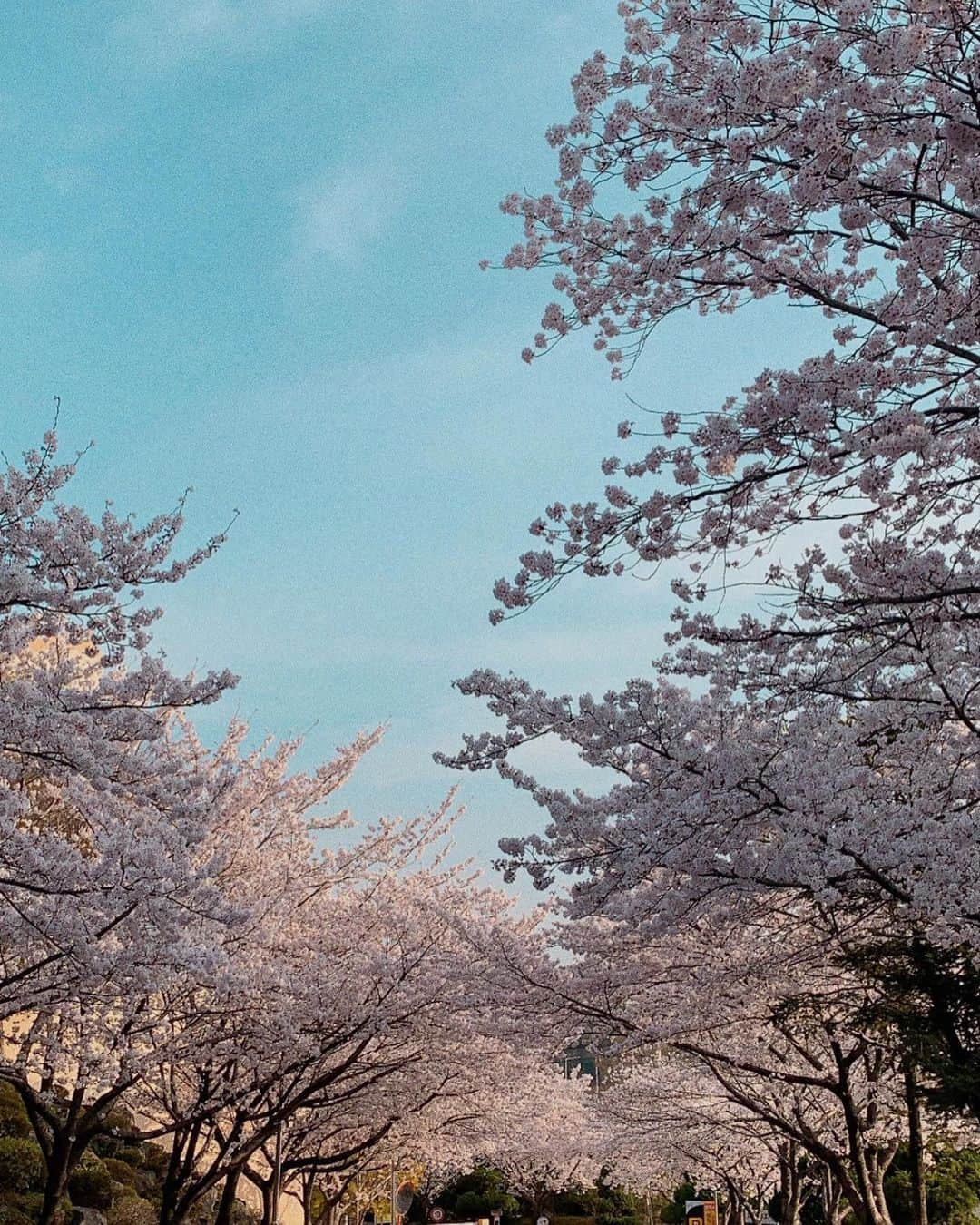 カン・ギョンミンさんのインスタグラム写真 - (カン・ギョンミンInstagram)「할머니를 위한 벚꽃길 같았다 . 많이 많이 사랑해 !!」4月1日 23時25分 - kkmmmkk