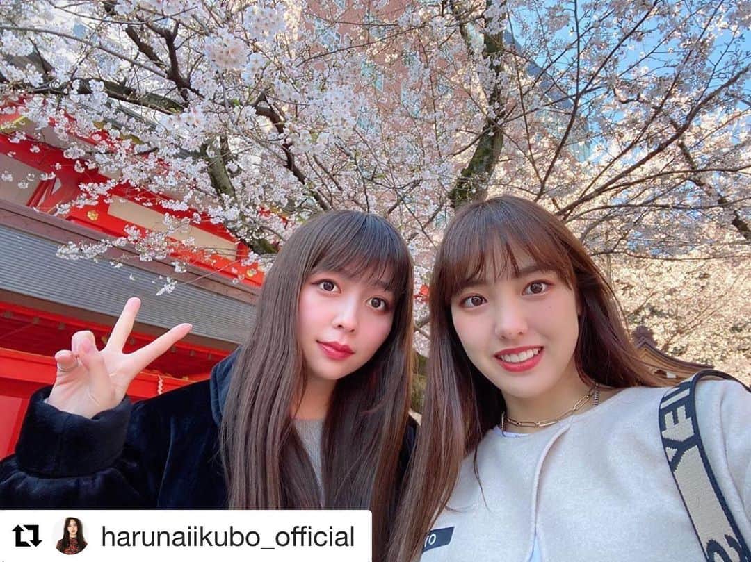 南波志帆さんのインスタグラム写真 - (南波志帆Instagram)「🙏🏻🌸 #Repost @harunaiikubo_official with @get_repost ・・・ 🌸👩‍❤️‍👩🌸 ・ ・ 先日、南波志帆さんと会った時の写真🌸 花園神社を通りかかったら早めの桜が咲いていて、綺麗な桜を見ることができました。 ・ 今年最初で最後の桜だったなあ💭 改めてお花見したかったけど、また来年を楽しみにしますっ！ ・ ・ ・ #南波志帆 さん #桜  #しほさんに会いたい  #早く終息しますように  #はるなの毎日  #飯窪ってる」4月1日 23時32分 - nanbashiho