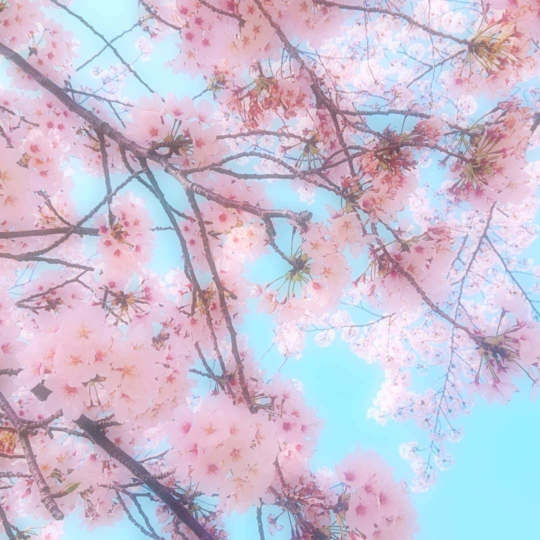 のインスタグラム：「#桜 #さくら」