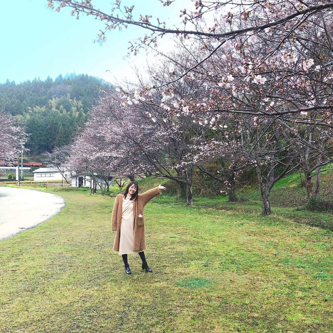 うえむらちかさんのインスタグラム写真 - (うえむらちかInstagram)「４月に突入しましたね！﻿ ﻿ 私は先月お仕事で﻿ 広島県と山口県の県境の小瀬川中流に位置する #弥栄 に行ってきました🚗﻿ ﻿ #弥栄湖 周辺の公園には総計3600本以上の桜が咲き誇る﻿ 桜の名所があったので、少しだけお散歩🚶‍♀️﻿ ﻿ なのでみんなにもお裾分け☺️🌸🌸🌸﻿ ﻿ ﻿ 帰りは、﻿ #レイクプラザやさか でお土産も✨﻿ ﻿ お母さんには #美和町 名産の蜂蜜を🍯﻿ 東京のお仕事先には、すぐに売れ切れになる 大人気の＃がんね栗 の焼酎を🌰﻿ ﻿ 弥栄には、 #弥栄ダム や #弥栄キャンプ村 など様々な施設があるので、﻿ 落ち着いたら家族でゆっくりと訪れるのもいいですね🏕﻿ ﻿ ﻿ 🏬レイクプラザやさか﻿ 住所：山口県岩国市美和町百合谷281-2﻿ 電話：0827-96-0569﻿ 営業時間：8:30~17:30﻿ 定休日：火曜日（祭日は営業）﻿ ﻿ #桜 #桜名所 #桜並木 #桜満開﻿ #黒沢グラウンド #明神原なごみ広場 #弥栄キャンプ場 #山口旅 #山口旅行 #山口 #岩国 #広島観光スポット #旅スタグラマー﻿ #旅行 #タビジョ #旅女 #旅女子﻿ #国内旅行 #広島旅　 #ちか旅」4月1日 23時50分 - uemurachika