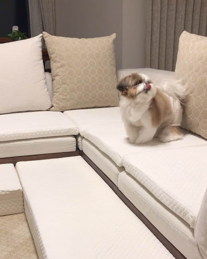 水嶋はちのインスタグラム：「Daddy’s home!! Hi daddy!! Come on!! I missed you!! * * パパはどんなときも家族を守ってくれます。 ボクもパパを守りたいから、今はなるべくお家の中で過ごしています。みなさんを守ることにも繋がると信じて。。 * * #はち #HACHI #シーズー大好き部 #prayfortheworld  #stayhome #staysafe」