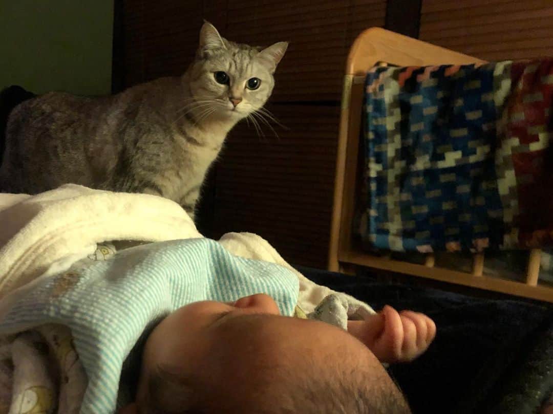 久保田夏菜さんのインスタグラム写真 - (久保田夏菜Instagram)「え、誰なん？  そこ、わたしの寝床なんだけど。  #猫と赤ちゃん　#保護猫　#銀　#ぎん　#ねこすたぐらむ　#ねこのいる生活 #あかちゃんのいる生活」4月2日 0時02分 - kanakubota0805
