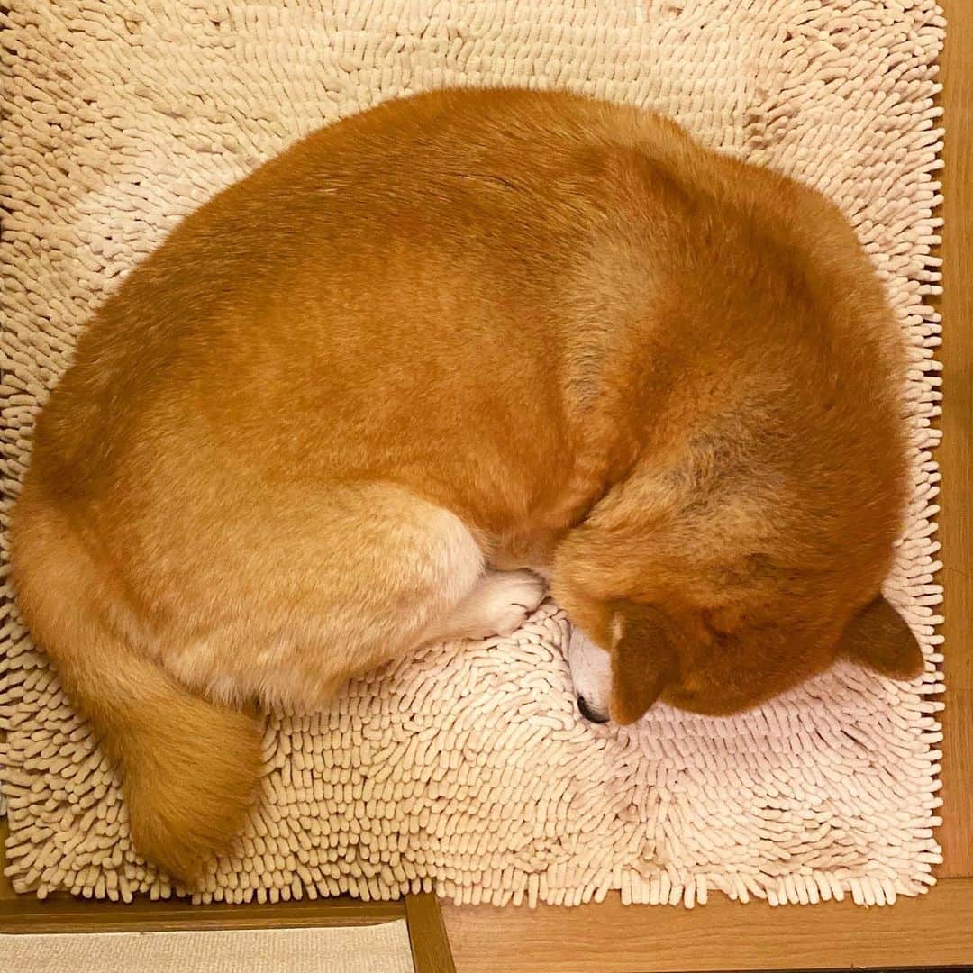 まる（まるたろう）さんのインスタグラム写真 - (まる（まるたろう）Instagram)「Good night!✨🥐🐶🥐✨ジャンボクロワッサンいかがっすか〜 #サックサクで美味しいよ #じゃねーわ #こんなデケェのパン屋に並んでたら #トングでつまんでトレイに載せるの大変だっつの #まず片手じゃ無理 #レジでも袋詰めキッツいし #色々目立つからダメ #柴犬だよ」4月2日 0時13分 - marutaro