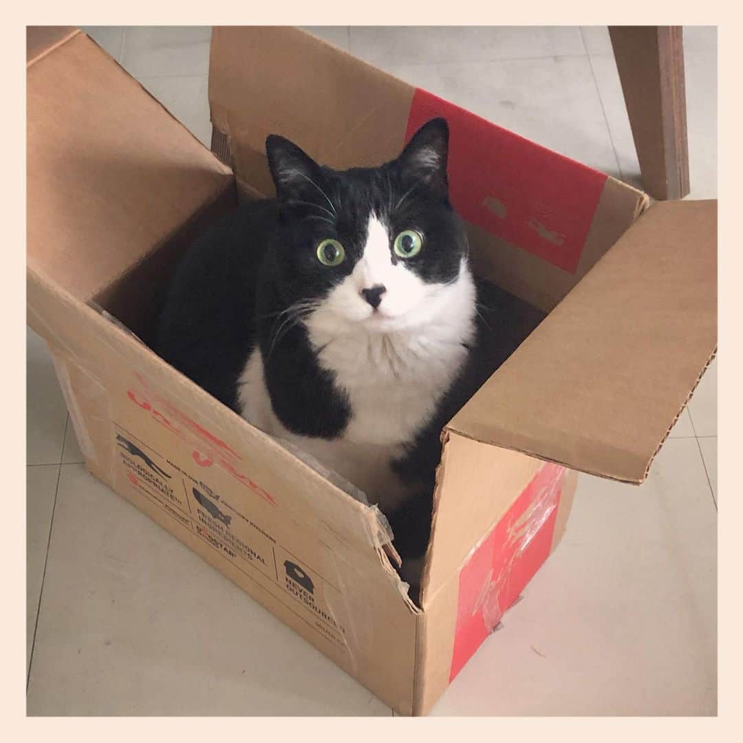 パンといっぴきのインスタグラム：「#元保護猫 #白黒猫 #ハチワレ #blackandwhitecat #tuxedocat #catinabox #箱猫」