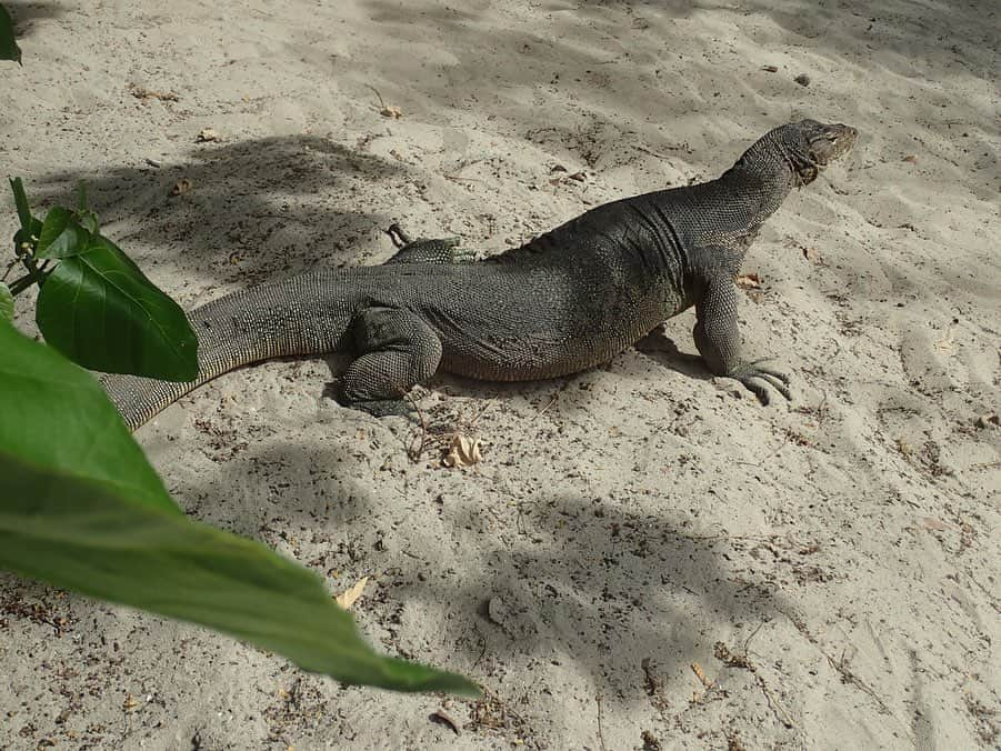 仲川希良さんのインスタグラム写真 - (仲川希良Instagram)「先日テレビでコモドドラゴンという生き物を見ました それの持つ毒のあまりの強さにヒー！なんて驚いていたのですが アレ？私これ見たことあるような……？ 写真掘り返したらやっぱり出会ってましたボルネオ島で！ ・ キナバル山を目的に訪れたボルネオ島は離島でのシュノーケリングも予想外に楽しくて 体力温存日にあてていた初日に5時間たっぷり泳いで 翌日から一泊二日で4000m峰に登るという ・ 今考えると信じられないスケジュール たぶん見知らぬ景色への興奮で乗り切ったんだな ・ 写真1枚目はキナバル山頂で迎えた夜明け 2枚目が離島のビーチでズッシリズッシリ歩いていたコモドドラゴン 今もあの場所にいるんだろうか ・ 海から山 たっぷり味わったあの島にもう一度行きたいな ・ ・ ・ #⛰ #🌊 #✈️ #🥾 #海外旅行 #海外登山 #登山 #トレッキング #ハイキング #旅 #山旅 #絶景 #コモドドラゴン #ボルネオ島 #キナバル山」4月2日 0時36分 - kiranakagawa