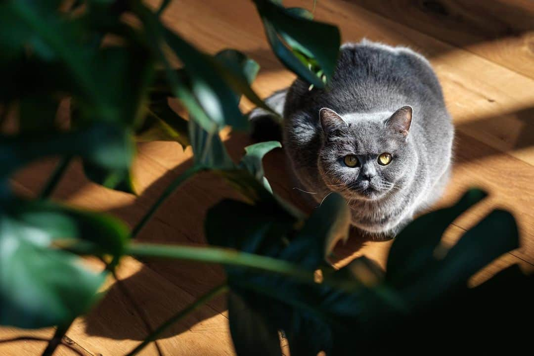 Poesje Miewのインスタグラム：「Á Travers Les Feuilles」