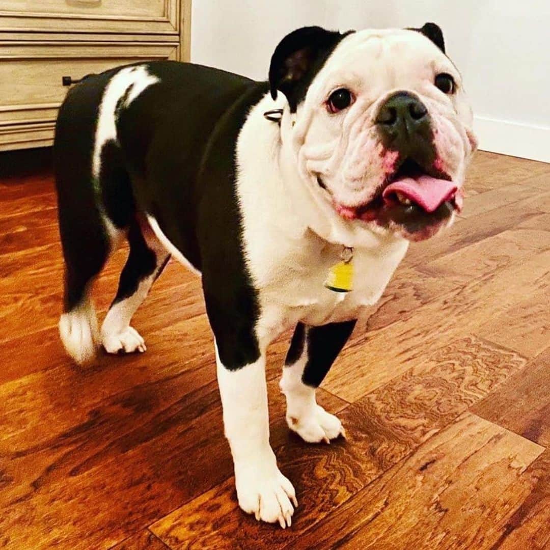 Bodhi & Butters & Bubbahのインスタグラム：「There’s nothing quite like a #bulldog smile 🥰 . . Gus would love to #smile just for you! He’s 2 and good with other dogs and kiddos ❤️ Apply to #adopt him through @inbulldogrescue ❤️ . . . . #sweet #baby #angel #adoptdontshop #indiana #i #am #looking #at #you #dogsofinstagram #puppy #love #happy #positivevibes #lockdown #life #share #no #more #dogs #in #rescue」