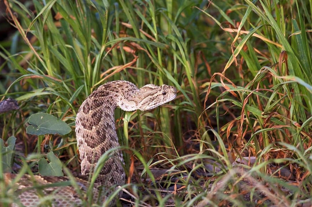アニマルプラネットさんのインスタグラム写真 - (アニマルプラネットInstagram)「This snake has tricks' up its… sleeves. 😉The deadly snake will stick out their tongues and wave their tail to imitate the movement of a bug, which attracts prey, like toads. No other snake is known to use this trickery. Prey, beware of this #AprilFools trick! . . . #animalplanetupclose #animalsofinstagram #animalplanet #animaloftheday #wild #wildlife #outdoors #animals #wildanimals #conservation #nature #animallovers #instanature #wildgeography #aprilfools #aprilfoolsday #trick #joke」4月2日 1時00分 - animalplanet
