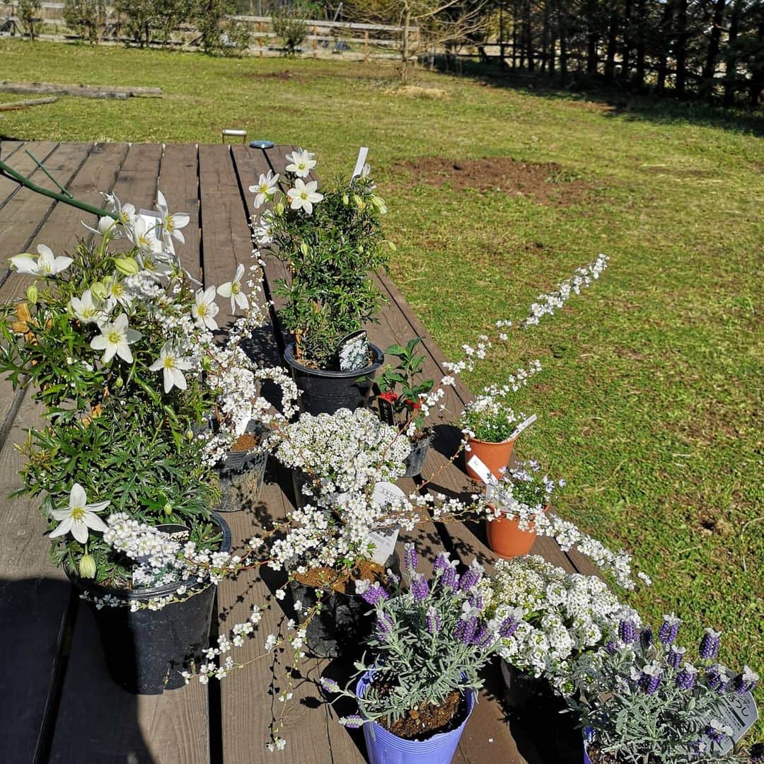 佐藤藍子さんのインスタグラム写真 - (佐藤藍子Instagram)「皆様、お久しぶりです✨  気がついたら3月が、、終わっていた😅  この二週間くらいの私の生活  花が大好きで育てるのも得意な母が 暖かくなってきたから、お花を植えたいなぁと言っていたので 娘の私も、植物育てにチャレンジ👍  小さな鉢植えですが それがあるだけで玄関が何倍にも華やかになりました😍  家に帰るのが楽しみになるんですね🍀  #花#植物#ラベンダー#クレマチス#犬#ミックス犬 #ミニチュアダックスフントミックス#佐藤藍子#aikosato #flower #lavender #miniaturedachshundmix #mixdog #dogsofinstagram #チワックス」4月2日 1時49分 - sato_aiko_official