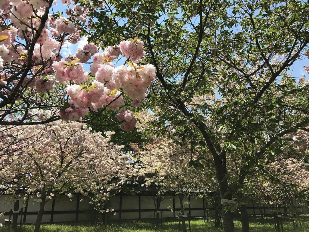 瀬稀ゆりとさんのインスタグラム写真 - (瀬稀ゆりとInstagram)「🌸It's April already.🌸 Here is a photo I took in Kyoto last April. I miss that scenery. . . 4月がスタートしましたね。昨年のお花見の時の写真を見て懐かしんでいます🌸 カナダでは外出自粛が4/14まで延長されました。噂ではまだまだ延長される可能性も…😷私はもともとお家大好き人間なので、楽しくおこもり生活を満喫したいと思います🥳🏠 日本の皆さまもお身体ご自愛下さいね。 . . . #april #japan #kyoto #cherryblossom #stayhome #canada #写真でお花見」4月2日 2時49分 - yurito.seki