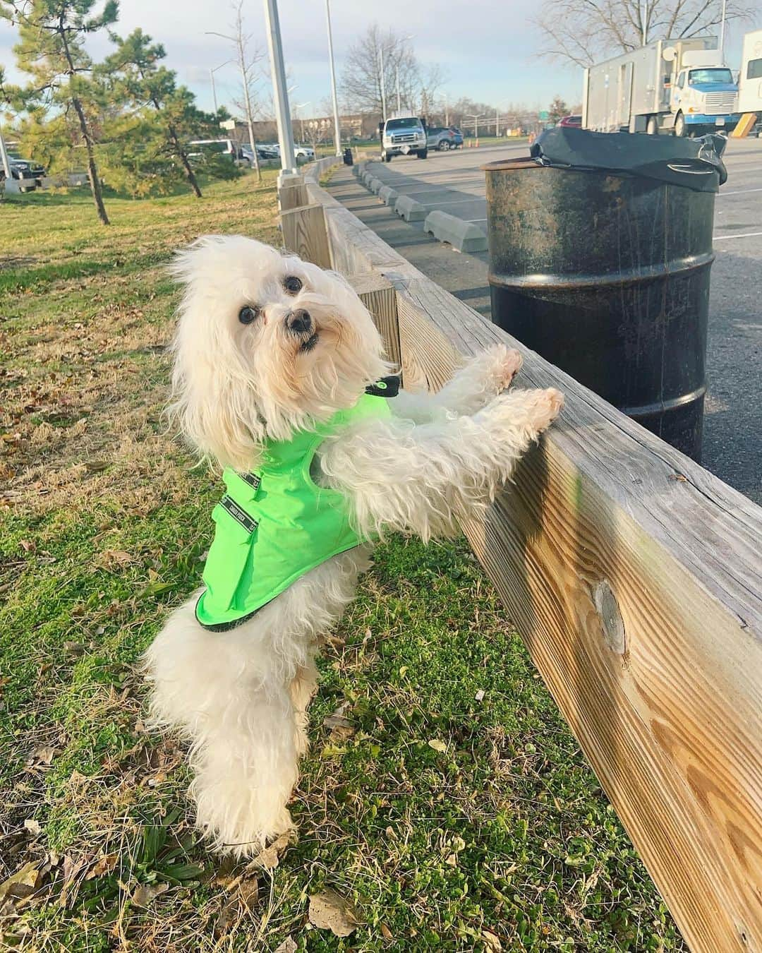 ルーシー・ヘイルさんのインスタグラム写真 - (ルーシー・ヘイルInstagram)「Happy 4th birthday to my little shadow and favorite soul. Elvy, you’ve saved me in so many ways. Especially during this quarantine ! I love you so much buddy 💕」4月2日 2時56分 - lucyhale