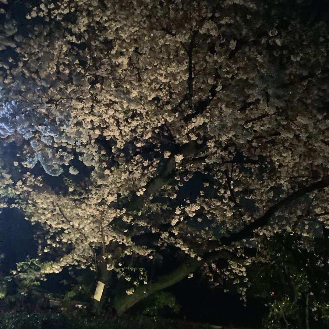 丸山敬太さんのインスタグラム写真 - (丸山敬太Instagram)「犬の散歩に 家の前の緑道の桜はまだ妖艶な姿  いつもより澄んだ空気 不安な気持ちを吐き出すように息を吐く。  昨日から沢山のJALのスタッフの皆様からの制服の終了についてのDMが２００を超えた。  皆さんの人生に寄り添えたことが何よりうれしい😊  ファッションにできることをぐるぐる考えちゃってたから、 マジで泣くほどうれしかったです。  １０代目！（J soul Bみたいw） 愛されててよかったぁー  コメントくださった皆さま 個別にお返事出来なくてすみません。 全部熟読しました。  ありがとう😊」4月2日 3時55分 - keitamaruyama