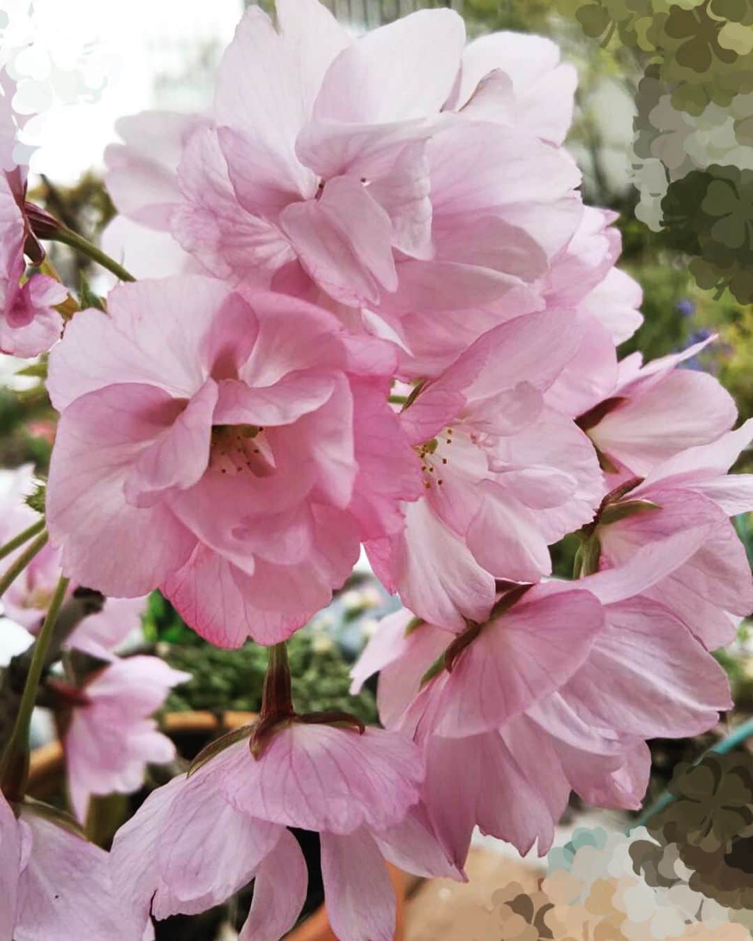 菅沼千紗のインスタグラム：「. . 母から、桜咲いたよ🌸ってラインきた . ちっちゃい桜かわいい こっちではちゃんと見れなかったから良いね😊」