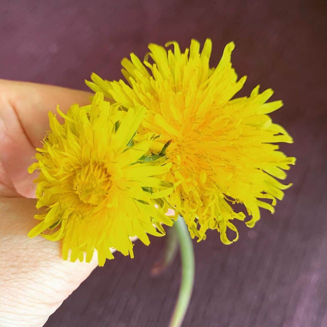 清浦夏実さんのインスタグラム写真 - (清浦夏実Instagram)「このあと小さいコップに生けました。 #flower #dandelion #たんぽぽ #野花 #花のある暮らし」4月2日 14時12分 - kiyo_723