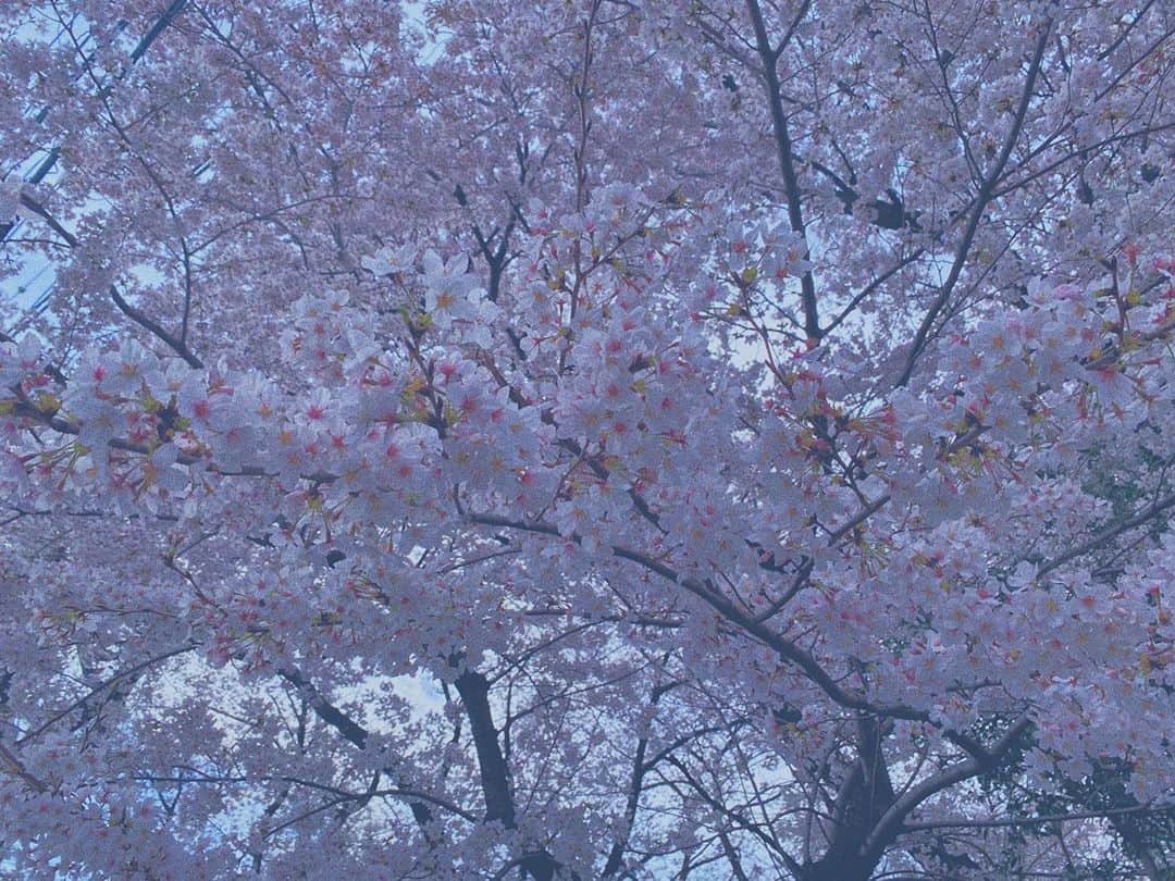 百瀬怜のインスタグラム：「#🌸 #🌷」