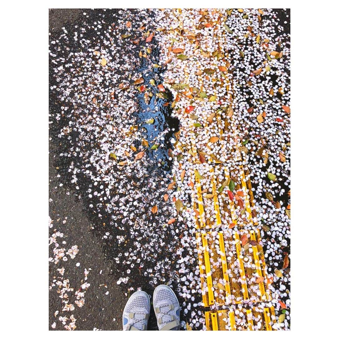 理絵さんのインスタグラム写真 - (理絵Instagram)「🌸🌸🌸 .  #sakura #桜 #벚꽃 #flowers #flower #꽃 #花 #花びら #花弁 #tokyo #japan」4月2日 14時42分 - ____rie____