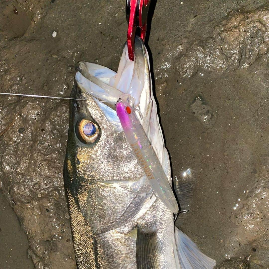 野中泰輔さんのインスタグラム写真 - (野中泰輔Instagram)「今年釣ったお魚さん達！！ 記録、思い出として載せておこうかな📖  @anglersutopia @rivalley_fishing #シーバス #メバル #newerajapan #redbullfishingclubを作りたい #g_shock #mazikfishing #redbull #ラムタラの人 #ozracing #アウトドア #sunline_japan @sunline_japan」4月2日 14時50分 - bboy_taisuke