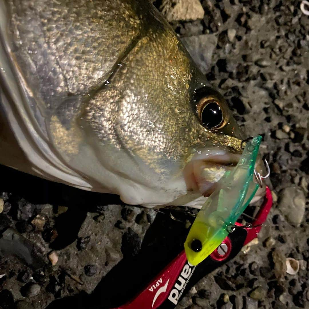 野中泰輔さんのインスタグラム写真 - (野中泰輔Instagram)「今年釣ったお魚さん達！！ 記録、思い出として載せておこうかな📖  @anglersutopia @rivalley_fishing #シーバス #メバル #newerajapan #redbullfishingclubを作りたい #g_shock #mazikfishing #redbull #ラムタラの人 #ozracing #アウトドア #sunline_japan @sunline_japan」4月2日 14時50分 - bboy_taisuke