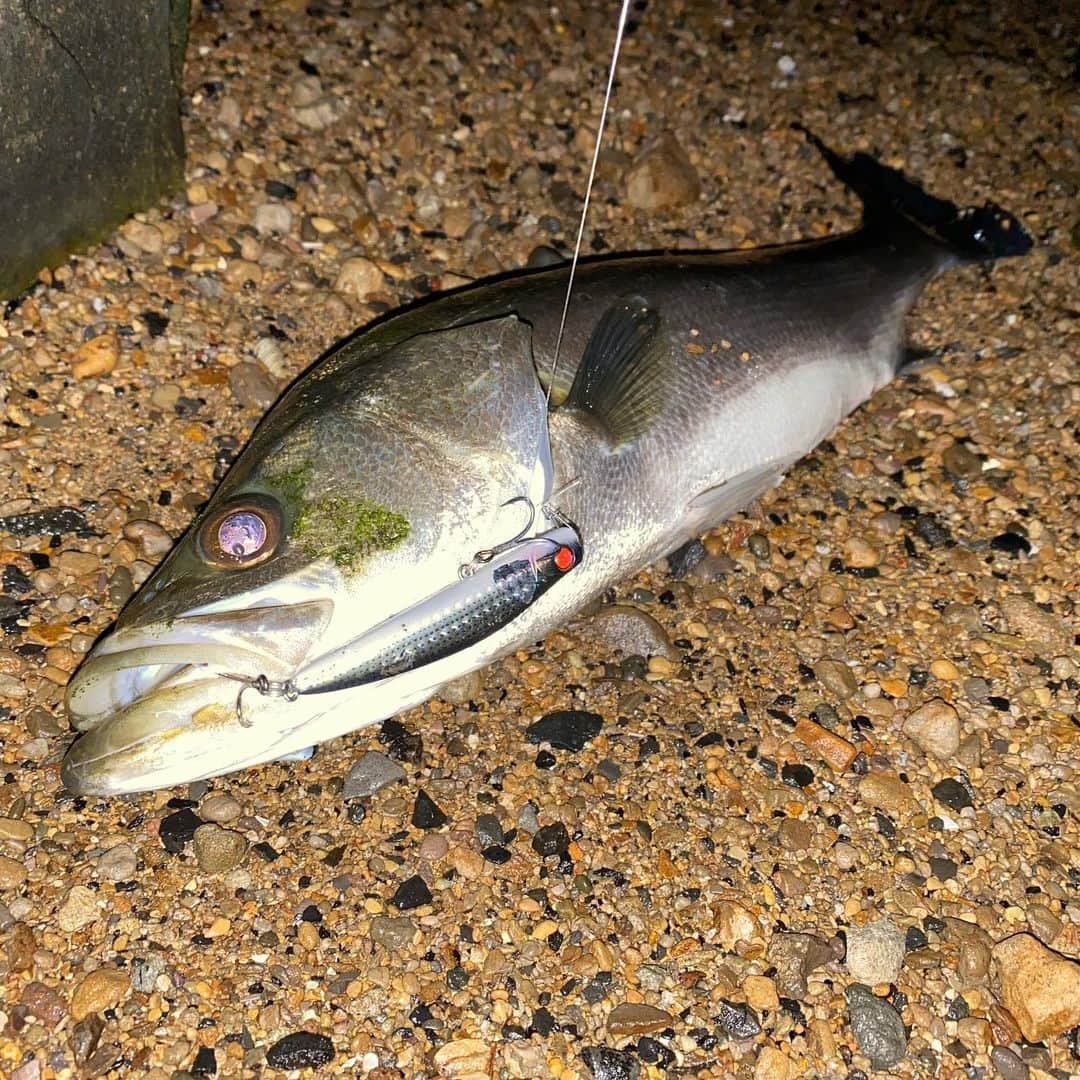 野中泰輔さんのインスタグラム写真 - (野中泰輔Instagram)「今年釣ったお魚さん達！！ 記録、思い出として載せておこうかな📖  @anglersutopia @rivalley_fishing #シーバス #メバル #newerajapan #redbullfishingclubを作りたい #g_shock #mazikfishing #redbull #ラムタラの人 #ozracing #アウトドア #sunline_japan @sunline_japan」4月2日 14時50分 - bboy_taisuke