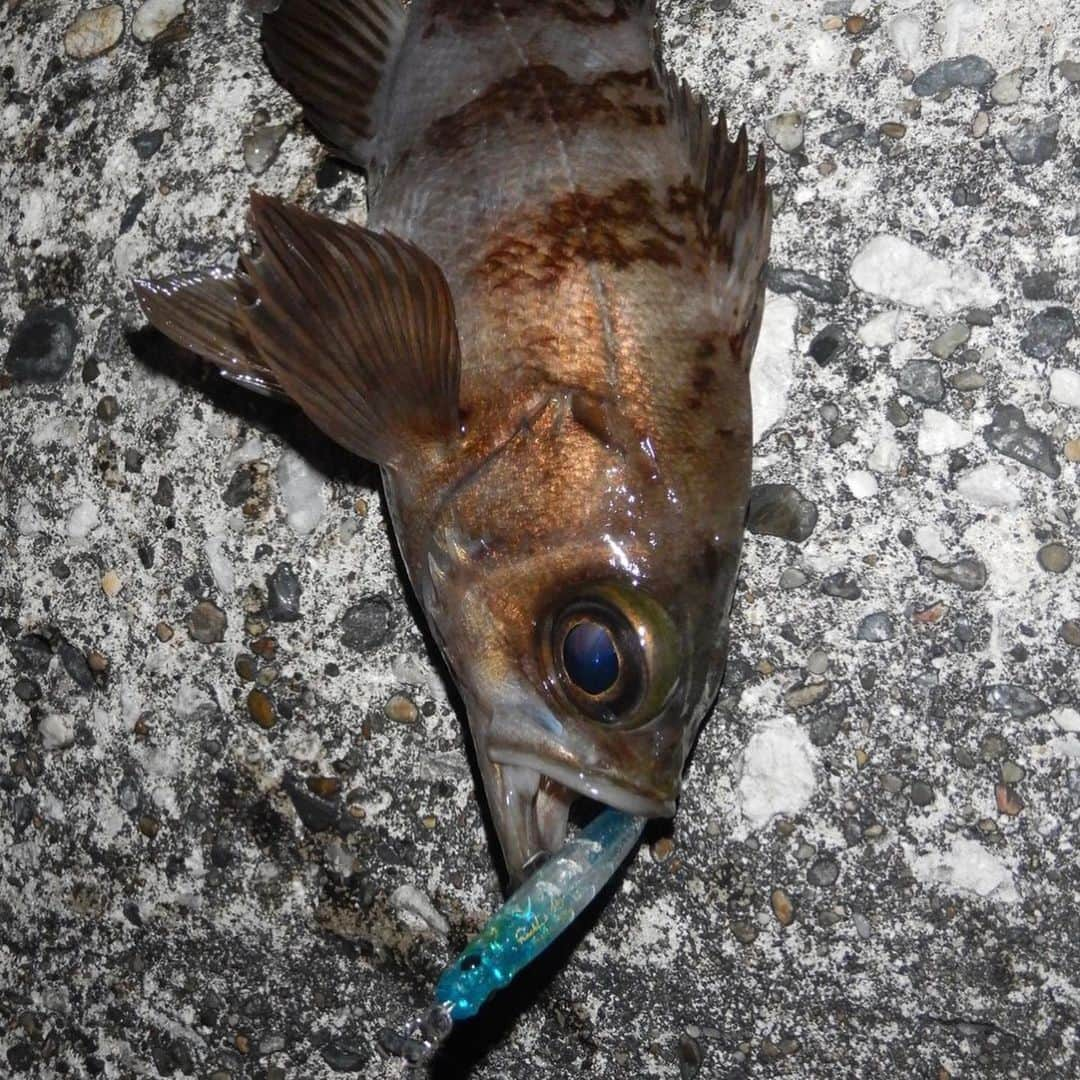 野中泰輔さんのインスタグラム写真 - (野中泰輔Instagram)「今年釣ったお魚さん達！！ 記録、思い出として載せておこうかな📖  @anglersutopia @rivalley_fishing #シーバス #メバル #newerajapan #redbullfishingclubを作りたい #g_shock #mazikfishing #redbull #ラムタラの人 #ozracing #アウトドア #sunline_japan @sunline_japan」4月2日 14時50分 - bboy_taisuke