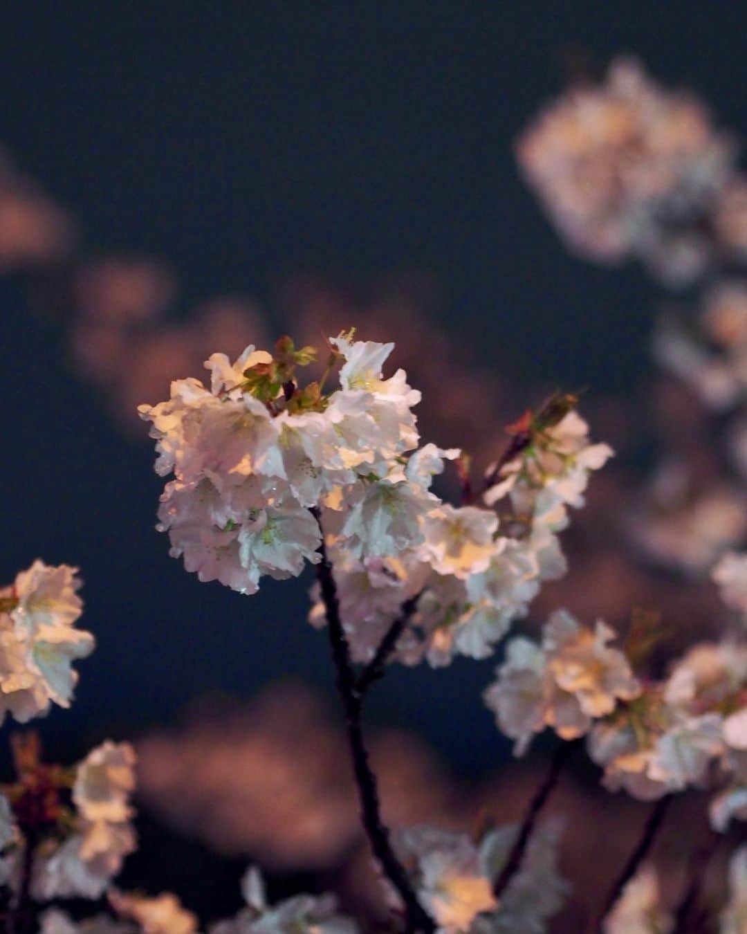 AO のインスタグラム：「#桜#夜桜#春#オリンパス#オリンパスペン#olympus#olympuspen#ミラーレス一眼#単焦点」