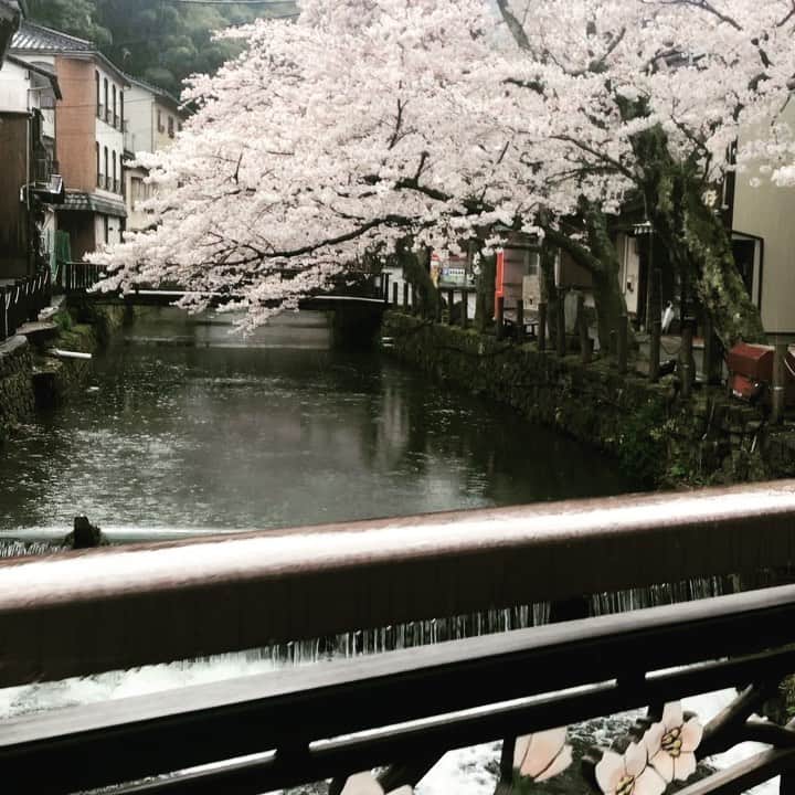 ひうらさとるのインスタグラム：「雨と川と桜 （川の音ちょっとうるさいかも、すみません） #cherryblossom  #socialdistancing  #stayathome」
