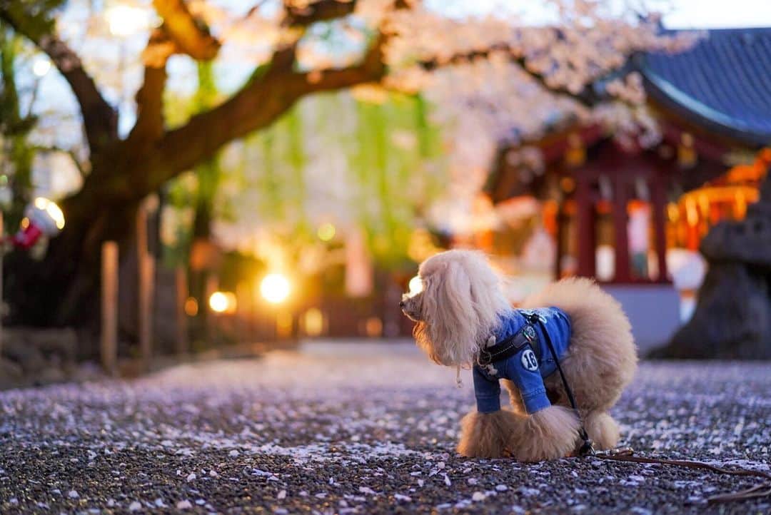 のインスタグラム：「20200402 Thursday. Good morning! Friends 🌸 花筵... . あさんぽは午前4時台にお家を出ますが まだ少し暗いです。 スライドワークがまだ続きそうだなぁ🥺 みきゅるんのあさんぽ時間も暫くこのままです🥺 . #浅草神社 #花筵 #ツァイス写真部 .」