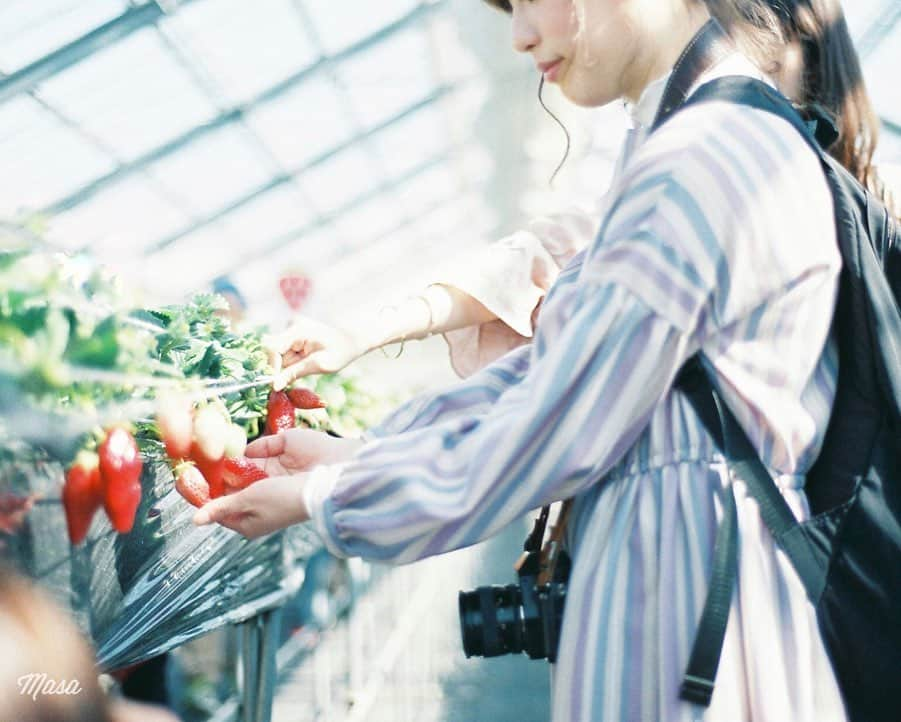 Masaさんのインスタグラム写真 - (MasaInstagram)「. . . 🍓 . 撮影日 : 2017年3月12日 .  #まさ35 #ヤマプリ #35mm #nikonf2 #instagramjapan #igersjp #tokyocameraclub #art_of_japan_ #photogenic_jp #gpw_members_only #good_portraits_world #film_jp #film #フィルム #picsfilm2 #filmcamera #filmphotography #portrait #ポートレート #photogram_archive #todays_blue_collection #pof_ig #hibi_jp #team_jp_ #滋賀 #shiga #草津 #いちご #いちご狩り #strawberry」4月2日 7時28分 - masa_nikonist