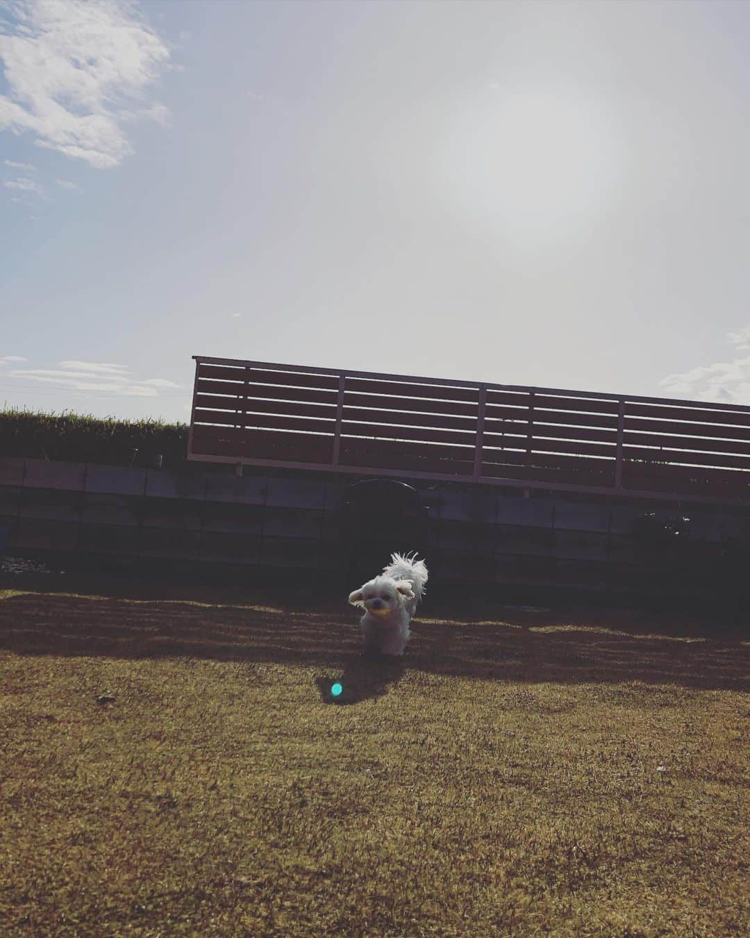 小野真弓さんのインスタグラム写真 - (小野真弓Instagram)「おはようございます(o^^o) 雨上がりの晴天🌈今日も良い一日を🍀 #チワワ#ハナちゃん #チワマル#ハルくん #いぬすたぐらむ #いぬばか部 #chihuahua #maltese #mixdog#doglover #dogstagram #ちわわせ#寝起き#寝癖#フェンスは台風15号で飛んだまま#千葉暮らし 🐶カメラ嫌いハナちゃん📸 撮られてる事には気づいてません😏 🐶無類の黄色好きハルくん🦒✨ 今日も元気全開！ 🙋‍♀️のんびりちわわせ。 当たり前がずっと続きますように🕊✨」4月2日 7時43分 - hanaharuaroi