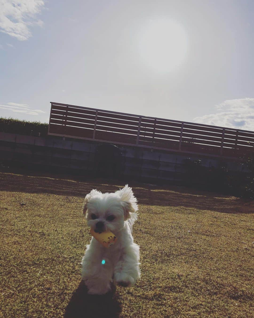 小野真弓さんのインスタグラム写真 - (小野真弓Instagram)「おはようございます(o^^o) 雨上がりの晴天🌈今日も良い一日を🍀 #チワワ#ハナちゃん #チワマル#ハルくん #いぬすたぐらむ #いぬばか部 #chihuahua #maltese #mixdog#doglover #dogstagram #ちわわせ#寝起き#寝癖#フェンスは台風15号で飛んだまま#千葉暮らし 🐶カメラ嫌いハナちゃん📸 撮られてる事には気づいてません😏 🐶無類の黄色好きハルくん🦒✨ 今日も元気全開！ 🙋‍♀️のんびりちわわせ。 当たり前がずっと続きますように🕊✨」4月2日 7時43分 - hanaharuaroi