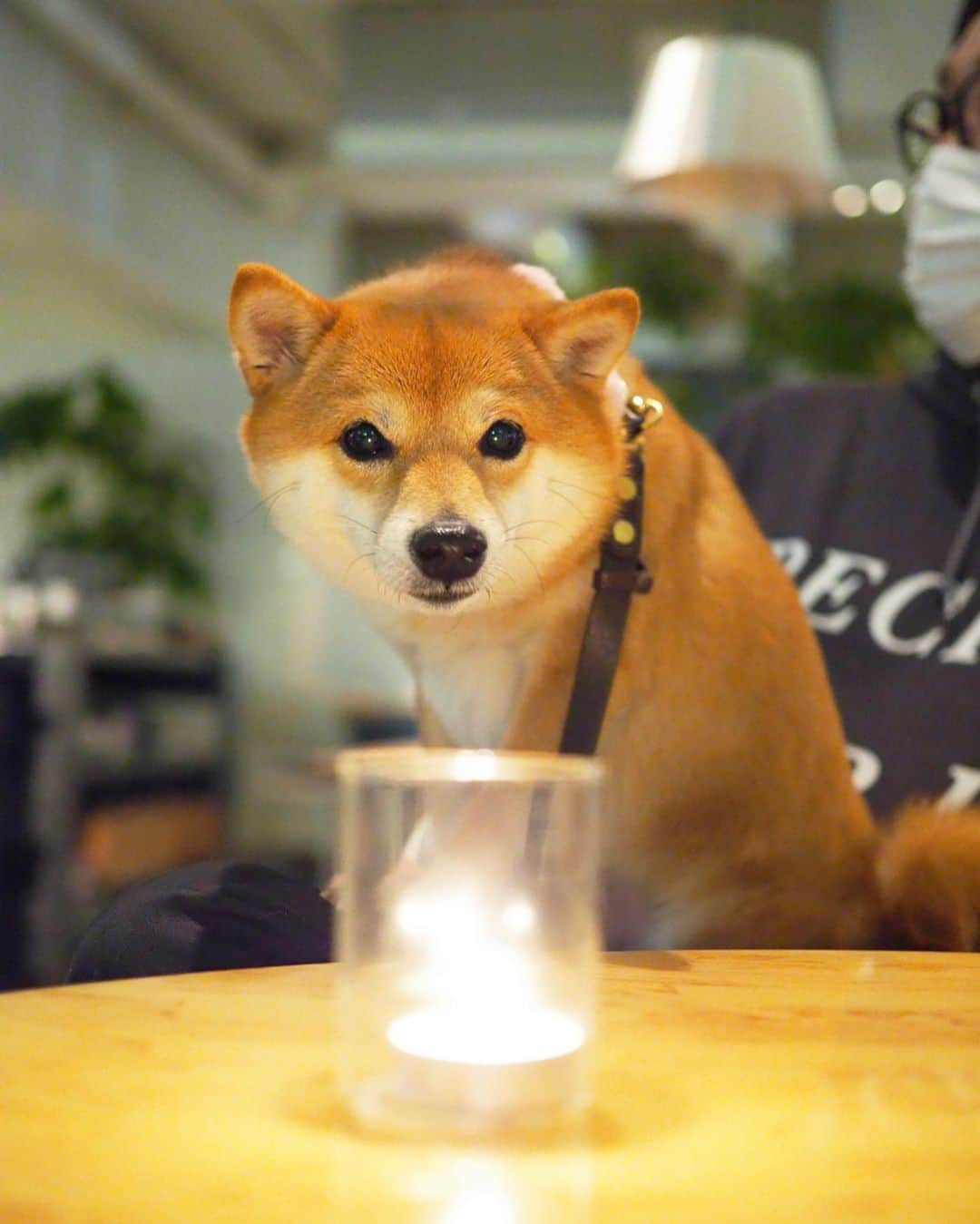 豆柴にこちゃんのインスタグラム