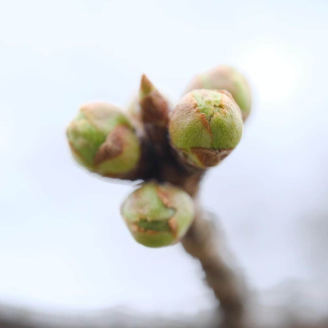 大隅智子さんのインスタグラム写真 - (大隅智子Instagram)「1日の岩手公園の盛岡の標本木のソメイヨシノ、緑色に膨らんでました。桜前線、東北北部までもう少しかな。」4月2日 8時24分 - tomokotenki