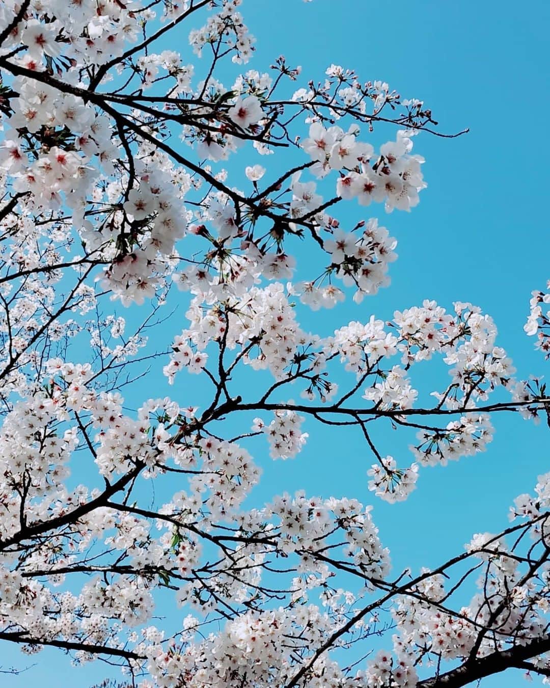安田サラさんのインスタグラム写真 - (安田サラInstagram)「ㅤㅤㅤㅤㅤㅤㅤㅤㅤㅤㅤㅤㅤ ㅤㅤㅤㅤㅤㅤㅤㅤㅤㅤㅤㅤㅤ おはよう～☀ 今週はスーパーに買い出し行った時以外1回も外出てない…！！家でちゃんと運動しないとなあ…😞 ㅤㅤㅤㅤㅤㅤㅤㅤㅤㅤㅤㅤㅤ せっかく桜の時期なのに外出自粛なのでカメラロールにあった桜をおすそ分け…🌸一緒にお花見した気になりましょう…🌸🌸🍡 ㅤㅤㅤㅤㅤㅤㅤㅤㅤㅤㅤㅤㅤ ㅤㅤㅤㅤㅤㅤㅤㅤㅤㅤㅤㅤㅤ #安田サラ #SaraYasuda  #桜 #お花見 #今日のコーデ」4月2日 8時33分 - yasuda_sara