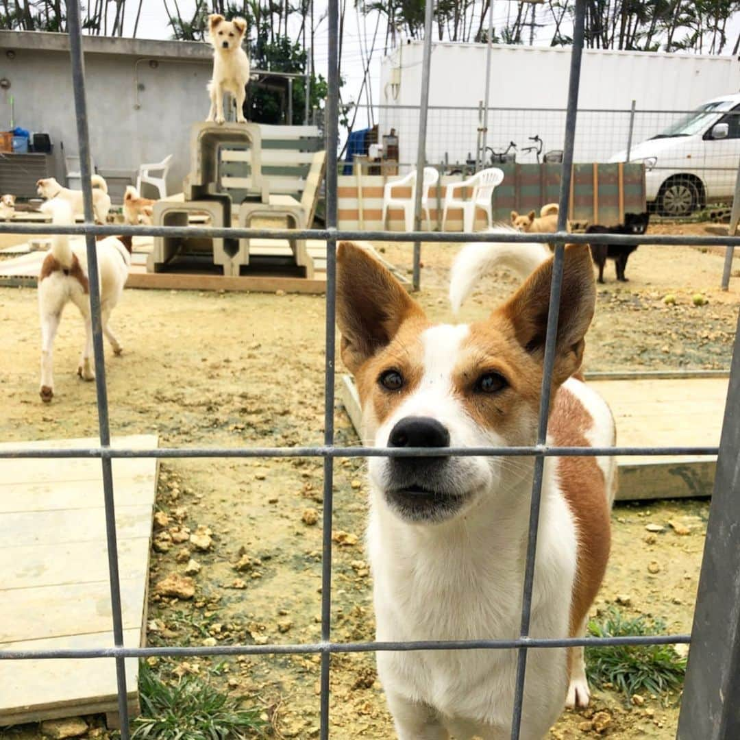 田中律子さんのインスタグラム写真 - (田中律子Instagram)「SAVE THE ANIMALS🐶🐈 宮古島で活動してるエリナ。 @save.the.animals385  宮古島SAVE THE ANIMALSは、宮古島にある犬と猫の保護シェルター🐶🐈100匹のワンちゃん、ネコちゃん、避妊手術したり、里親探したり、日々尽力👏 私が着てるTシャツは活動資金にもなるので、みんな買ってね🙌 @save.the.animals385 インスタのトップページからHPへ🙏 ⇩⇩ https://sami.katzoc.net/  エリナー、たまには、宮古に私が遊びに行くから、おもいっきり海で遊ぼーねー🏄‍♀️🌞🏝🙋‍♀️また服もヨガウェアもいっぱい持っていくー❗️たまにはメイクしておしゃれして一緒に出かけよー❤️ コロナが落ち着いたら、また逢いにいくよ😍ラブユー❤️ #savetheanimals  #miyakoisland  #okinawajapan  #宮古島 #日本サップヨガ協会 #仲間たち #大好きだよ  #beachlife🌴  #mylife❤️ #やるっきゃない  #コロナに負けるな」4月2日 8時36分 - ri2kotanaka