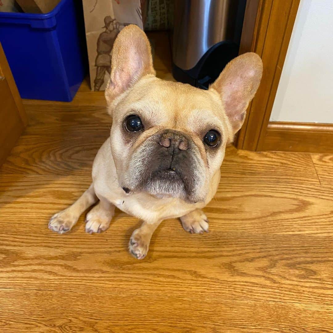 Hamlinさんのインスタグラム写真 - (HamlinInstagram)「Does “social distancing is six feet apart” still apply to dogs? It’s more like “six paws apart” if you ask me. Someone needs tell that to my paws since they’re slowly encroaching upon my jowls. .......... #stayhome #staysafe #awkwardangles」4月2日 8時44分 - hamlin_the_frenchie