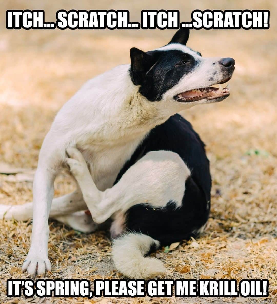 Animalsのインスタグラム：「🐾HOW TO REDUCE SEASONAL CANINE ALLERGIES 👇  Does your dog scratch constantly from itchy skin caused by allergies? You've probably heard of the benefits of fish oil, but have you heard of krill oil?  The form of Omega-3 fatty acids in krill is up to 3x more absorbable and bioavailable to your dog's body. It fights the inflammation that causes itchiness and allergies. (as an aside, it also supports healthy joints and staves off arthritis in older pups). Unfortunately, kibble does NOT contain adequate omega-3, because the cooking and storage process kills it off. 👉To learn more about our delicious krill oil chews, click link in @iheartdogscom bio!」