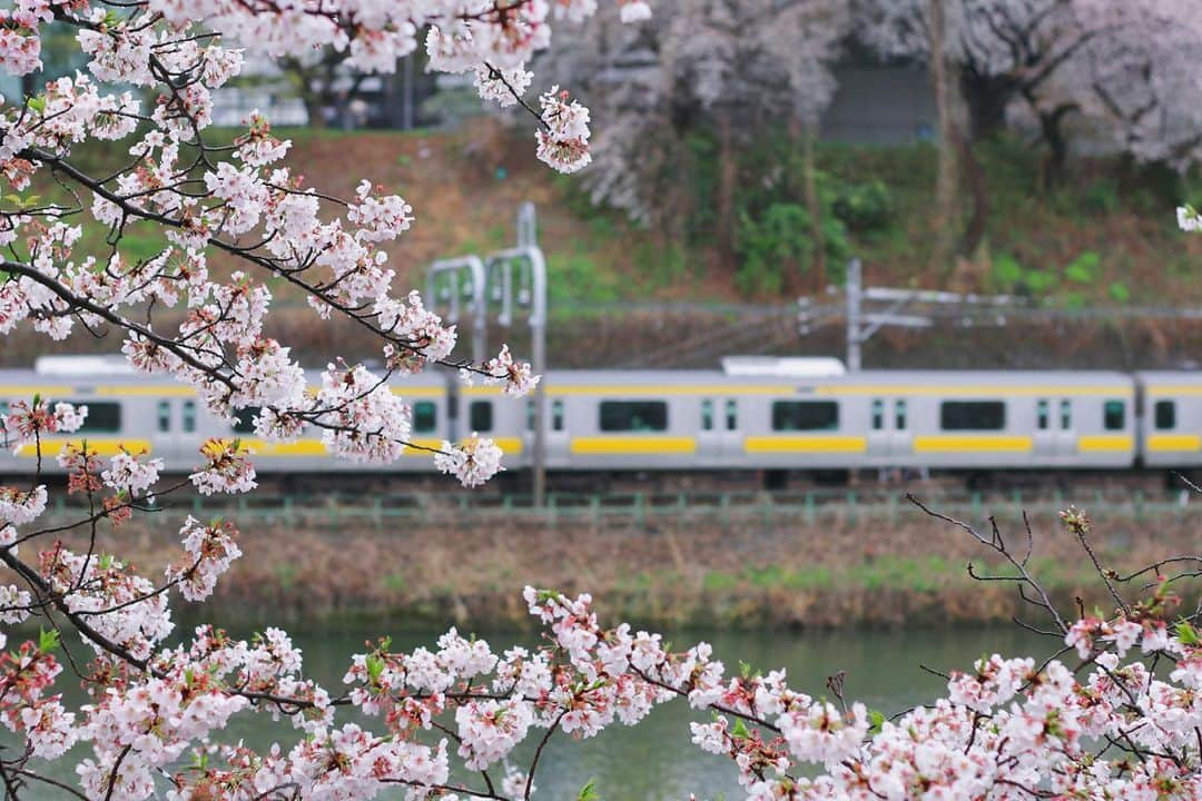 mimeiのインスタグラム：「spring days from years past...🌸💕」