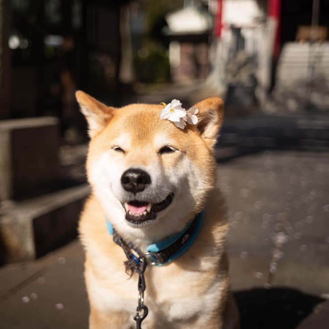 まる（まるたろう）さんのインスタグラム写真 - (まる（まるたろう）Instagram)「Good morning!✨🐶🌸✨まる子頑張ってるわよ〜！ #みんなももりもりお肉食べて元気つけてね #まる子あのお肉が食べたいの #注文しちゃうね #オーノーイーツで #ふふふ」4月2日 10時00分 - marutaro