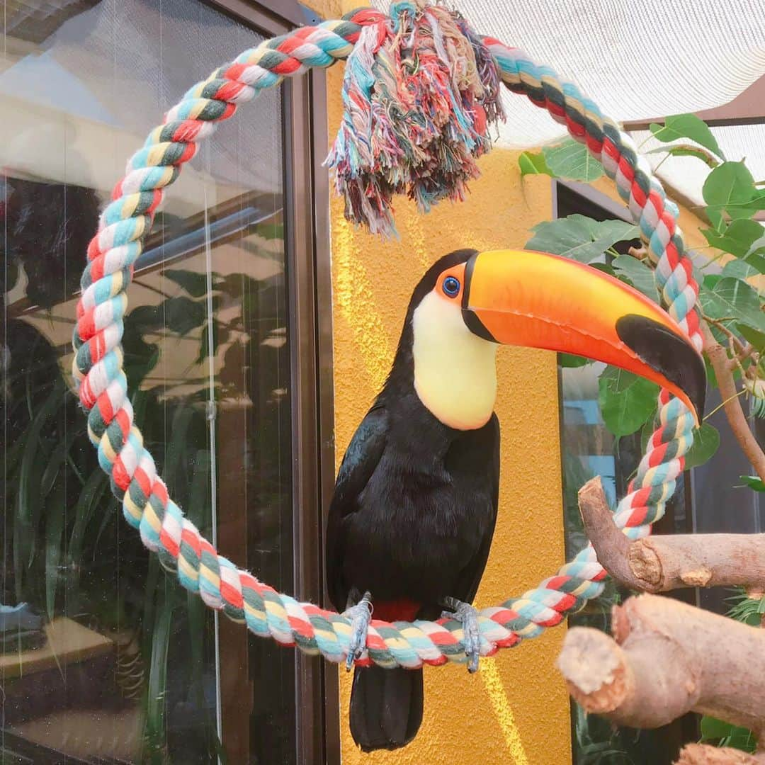 森泉さんのインスタグラム写真 - (森泉Instagram)「🌞 #tocotoucan #オニオオハシ」4月2日 15時38分 - izumi.mori