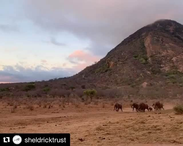 クリスティン・デイヴィスのインスタグラム：「Sound on 👂🏻! I love it when elephants run for a happy reason , and seeing our gorgeous elephant friends reuniting with each other against a Tsavo sunset is so gorgeous!  #Repost @sheldricktrust with @get_repost ・・・ Lualeni and her herd may be late to the party, but they still know how to make a grand entrance! Because she was orphaned when she was just three months old, she didn’t have the opportunity to grow up in the wild alongside her own family, but her story has finally come full circle. After being in our care for over a decade, first at the Nursery and then at our Ithumba Reintegration Unit, she’s finally back where she belongs — living wild in Tsavo alongside some her closest friends. And that tiny calf you see, running along at an admirable clip? That’s Lulu, Lualeni’s firstborn daughter! Babies like Lulu are the ultimate symbol of the success of our Orphans’ Project, testament to just how seamlessly our orphans are able to live as wild elephants.  Your support makes success stories like Lualeni’s possible. To learn more about Lualeni, check out or stories — and if you are able, please consider donating to help us care for the 100+ orphaned elephants still in our care: sheldrickwildlifetrust.org/donate  _________ Video © David Sheldrick Wildlife Trust #SheldrickTrust #DSWT #elephant #Lualeni #Lulu #kenya #whyilovekenya #bekindtoelephants #adopt #conservation #rescue #herd」