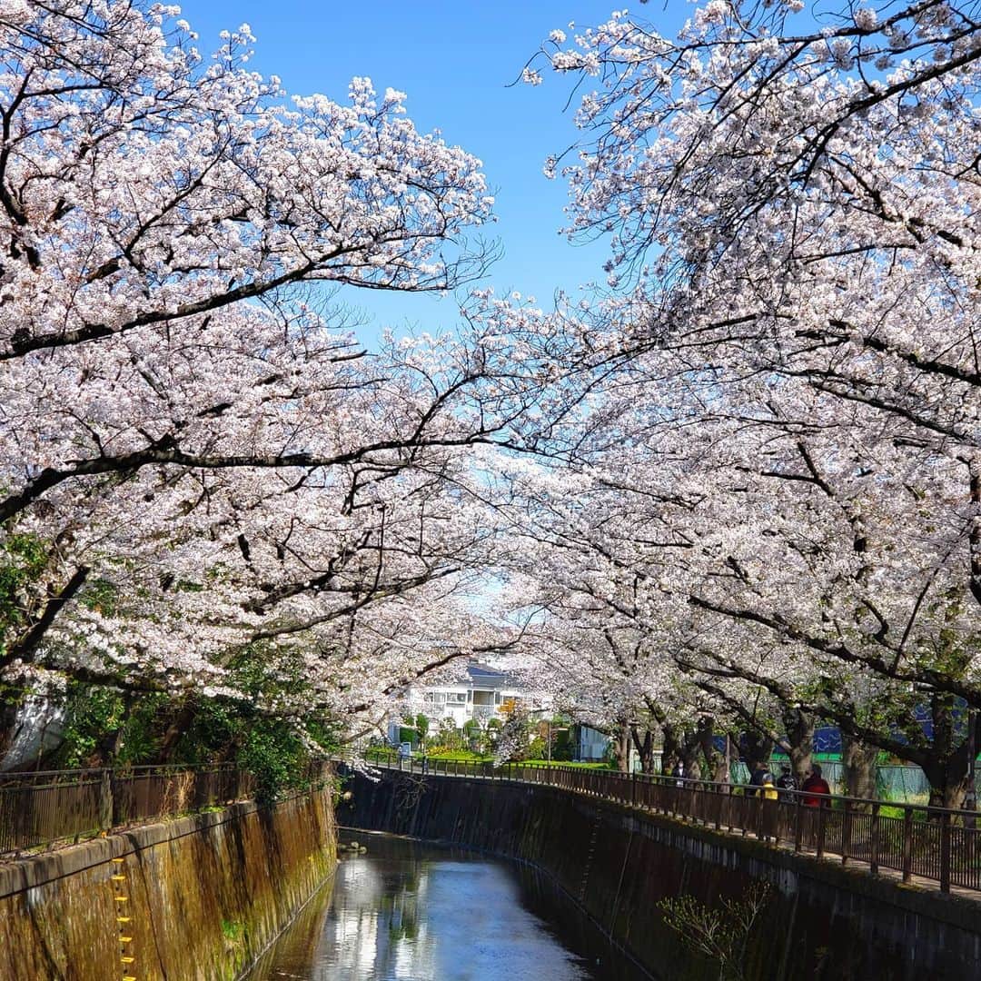 布川敏和さんのインスタグラム写真 - (布川敏和Instagram)「🌸 #東京 #世田谷 #桜 #超 #満開 #4月2日 🌸」4月2日 11時01分 - fukawatoshikazu