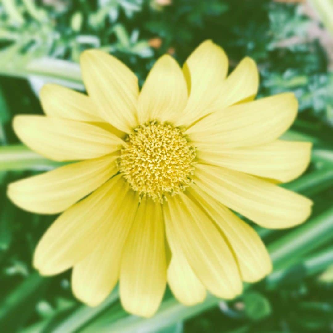 中野敬久さんのインスタグラム写真 - (中野敬久Instagram)「#flower #flowersoflife #yellow #hope #peace」4月2日 11時10分 - hirohisanakano
