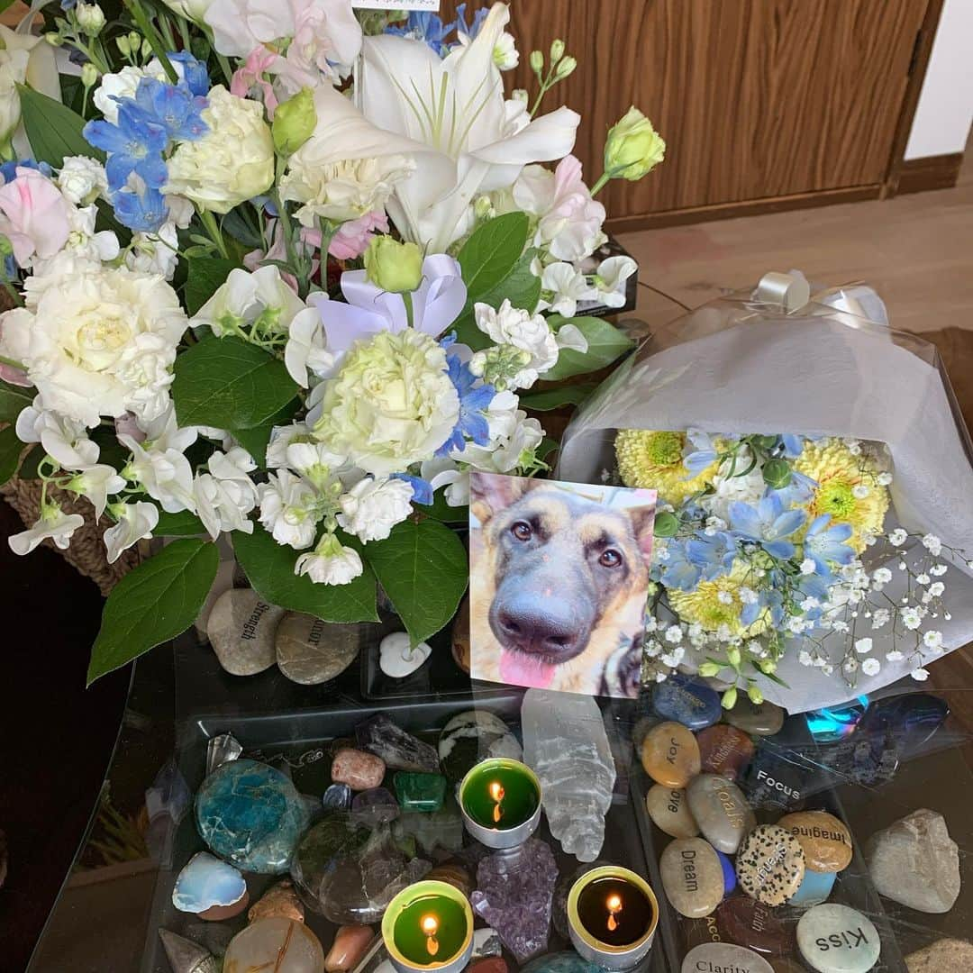 カイヤさんのインスタグラム写真 - (カイヤInstagram)「11:11 angel . . . . . . . . . . #caiya #malibu #germanshepherd #funeral #love #bye #seeyouagain  #myheart #heartbroken #grateful  #mylove」4月2日 11時19分 - caiya.kawasaki